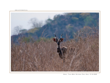 Kudu, Tsavo West NP