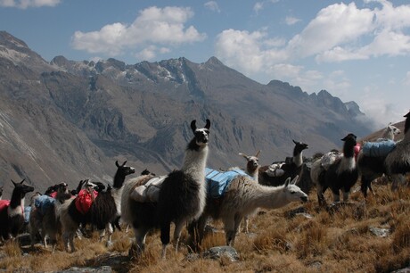 Lama's in Peru