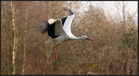 Low flying