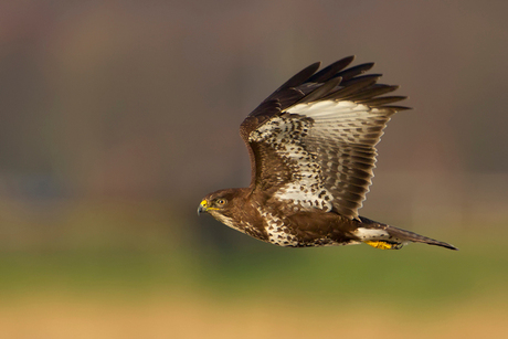 Buizerd