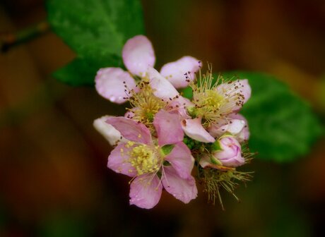 BLOEMEN IN NOVEMBER