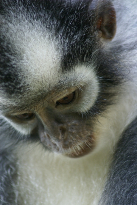 Thomas Leaf Monkey