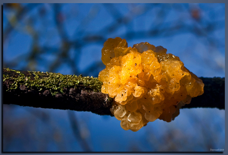 Trilzwam Schoorlse duinen