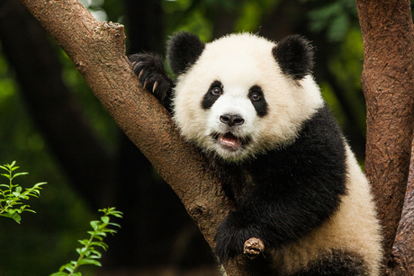 Giant Panda