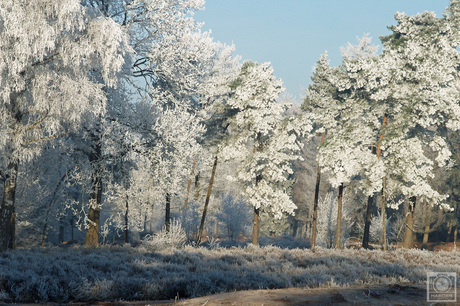 Rijp aan de bomen