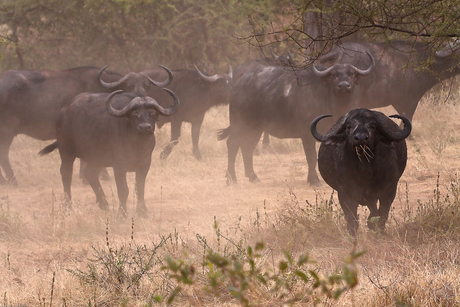 Tarangire National Park Tanzania 2012-32.jpg