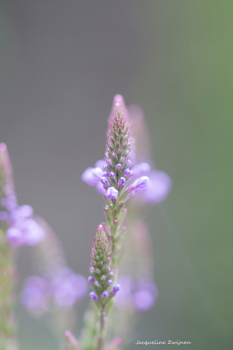 paarsbloempje in een waas