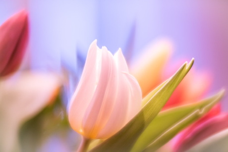 Tulp