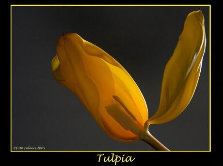 Tulp 2