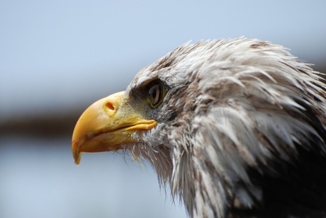 Roofdierenshow