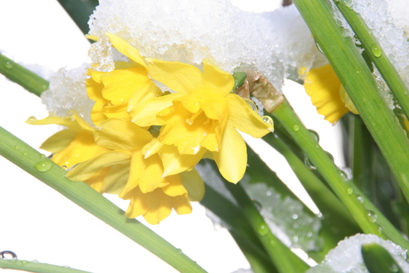 Narcissen in de sneeuw