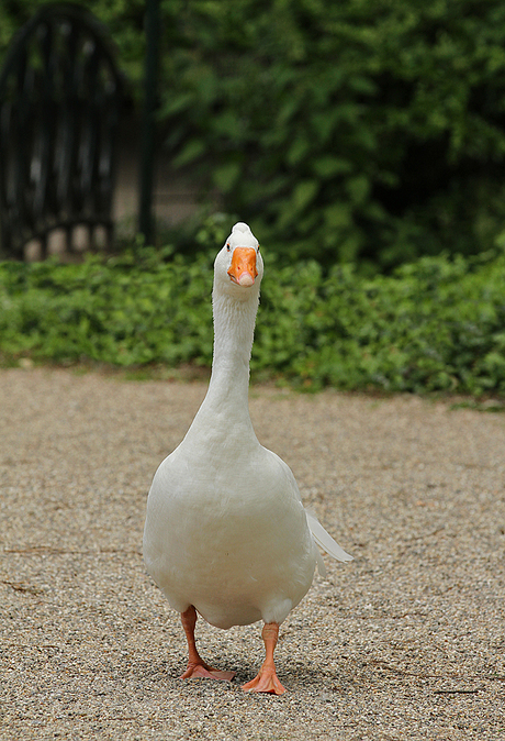 a Walk in the Park ....