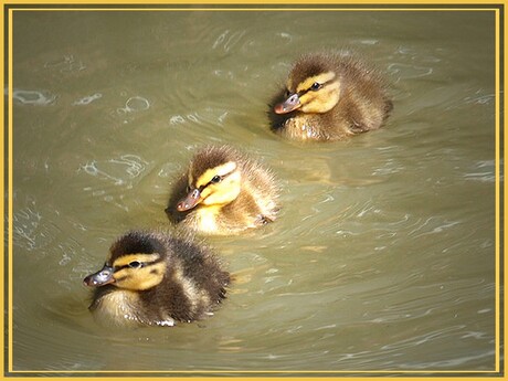 drie kleine .........