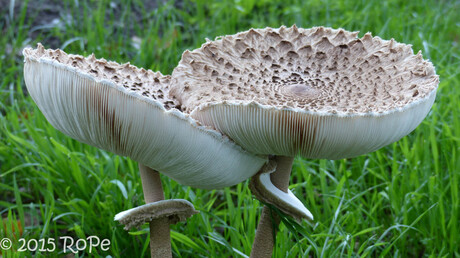 Dancing Mushroom Couple