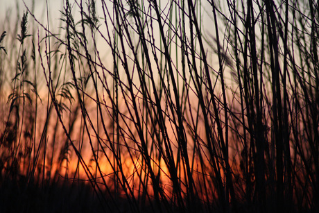 Het riet en de dovende zon