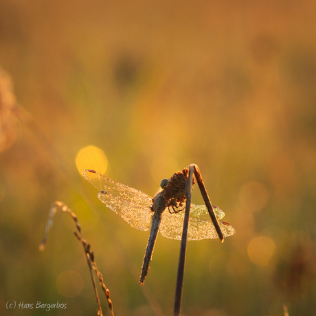 In the morning light.