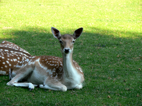 Damhert in park (2)