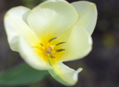 A flowers heart