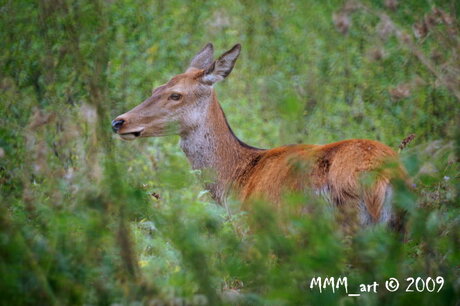 Oostvaardersplassen 2