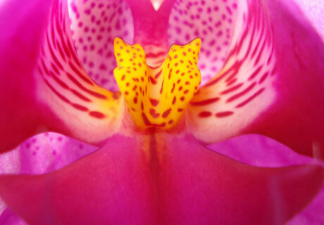 Orchidee