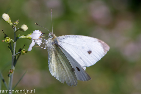 Botanische Tuinen Utrecht-8.jpg