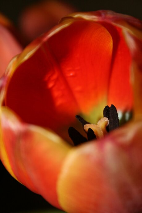 tulp