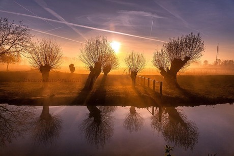 Foggy Willows......