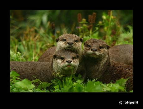 3 otters