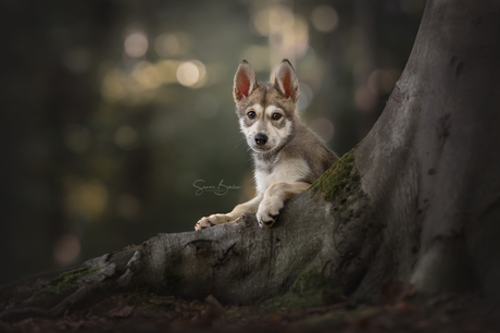 Puppy in het bos