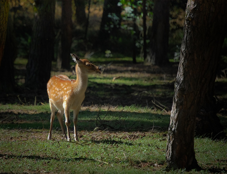 Bambi