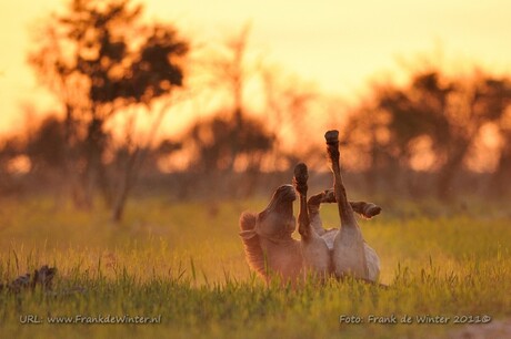 Happy Horse