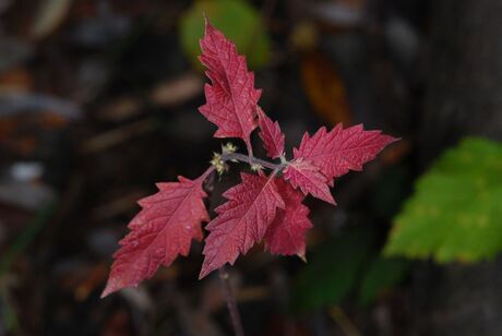 herfst