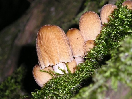 Paddestoelen