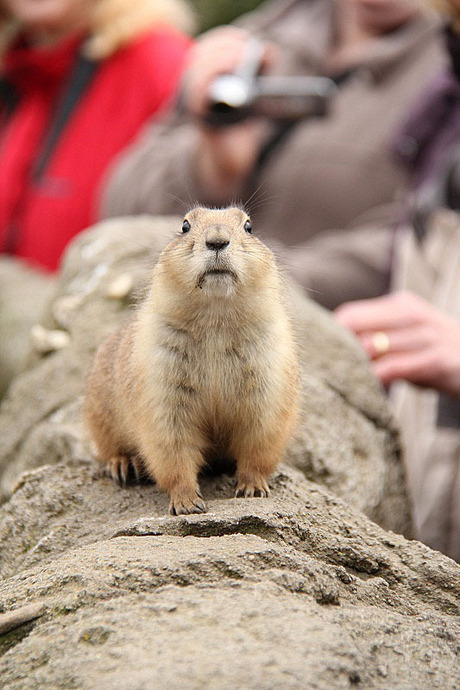 Prairie dog