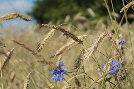 Korenbloemen in het koren