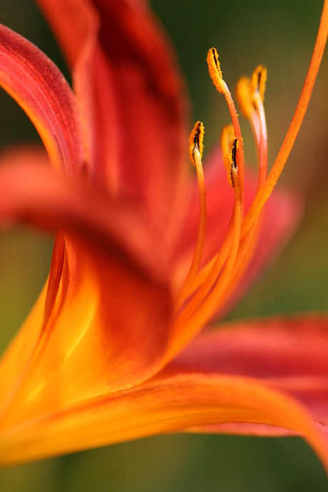 Swinging flower