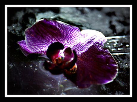 Floating Orchid