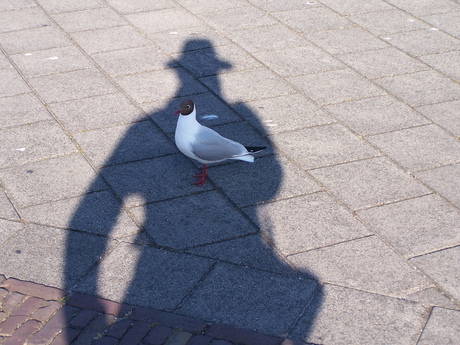 Me vs the Gull