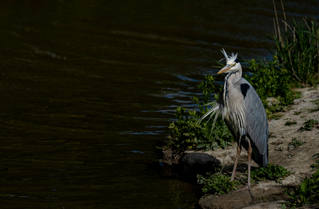 verwaaide reiger