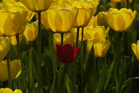 verdwaalde rode tulp