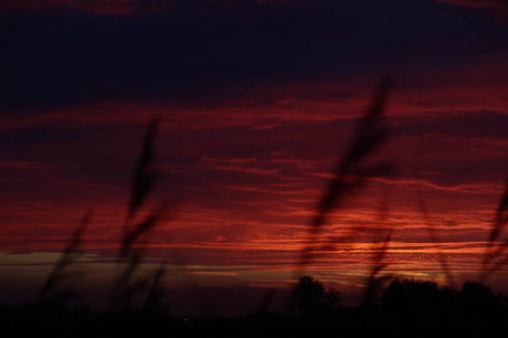 Avondrood door het riet