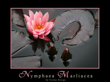 Nymphaea Marliacea