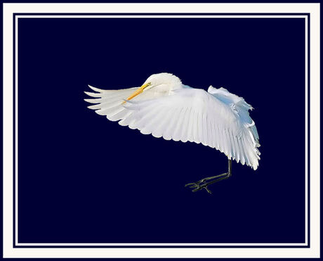 Witte Reiger