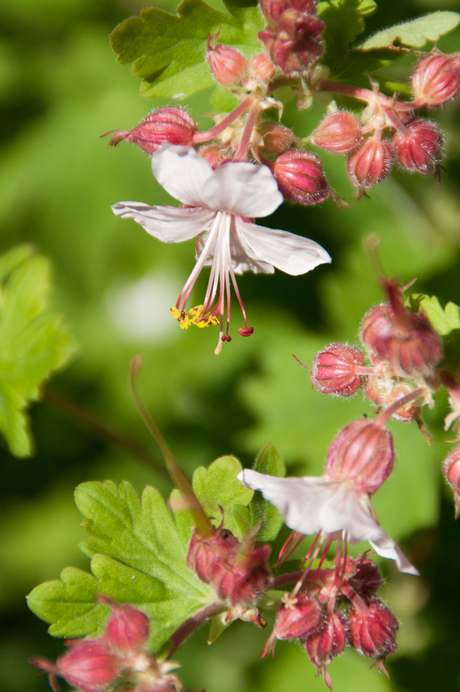 Geranium cantabrigiense 'St Ola'