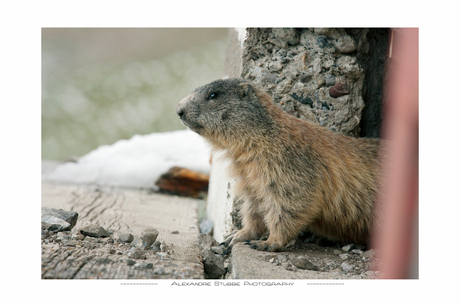 Murmeltier (alpenmarmot)