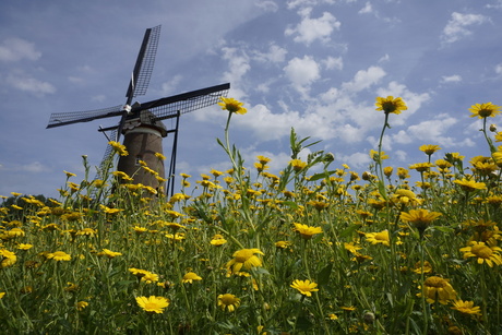 windkorenmolen “De Roosdonck” Nuenen