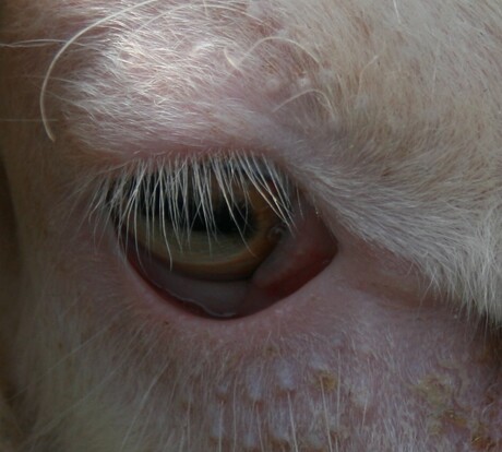 Oog in oog-schaap