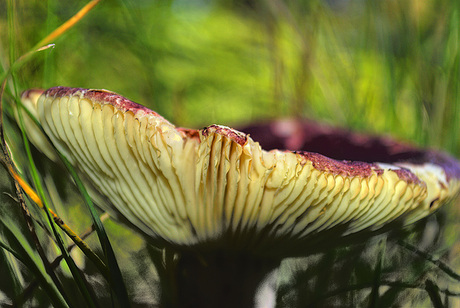 Duivelsbroodrussula (Russula drimeia)