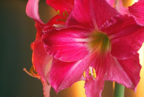 AMARYLLIS