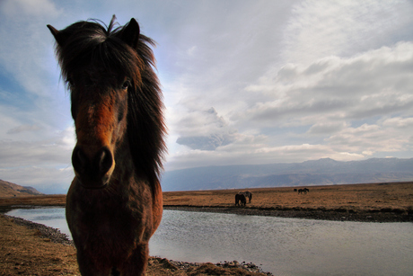 IJslands paard en Eyjafjallajökull-aswolk